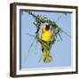 Ruppell's weaver male building nest, Oman-Hanne & Jens Eriksen-Framed Photographic Print