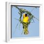 Ruppell's weaver male building nest, Oman-Hanne & Jens Eriksen-Framed Photographic Print