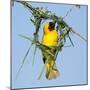 Ruppell's weaver male building nest, Oman-Hanne & Jens Eriksen-Mounted Photographic Print