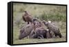 Ruppells Griffon Vulture (Gyps Rueppellii) Adult and Immature at a Wildebeest Carcass-James Hager-Framed Stretched Canvas