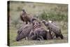 Ruppells Griffon Vulture (Gyps Rueppellii) Adult and Immature at a Wildebeest Carcass-James Hager-Stretched Canvas