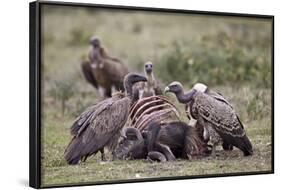 Ruppells Griffon Vulture (Gyps Rueppellii) Adult and Immature at a Wildebeest Carcass-James Hager-Framed Photographic Print