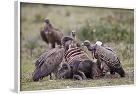 Ruppells Griffon Vulture (Gyps Rueppellii) Adult and Immature at a Wildebeest Carcass-James Hager-Framed Photographic Print