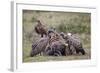 Ruppells Griffon Vulture (Gyps Rueppellii) Adult and Immature at a Wildebeest Carcass-James Hager-Framed Photographic Print