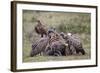 Ruppells Griffon Vulture (Gyps Rueppellii) Adult and Immature at a Wildebeest Carcass-James Hager-Framed Photographic Print