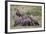 Ruppells Griffon Vulture (Gyps Rueppellii) Adult and Immature at a Wildebeest Carcass-James Hager-Framed Photographic Print