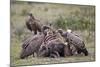 Ruppells Griffon Vulture (Gyps Rueppellii) Adult and Immature at a Wildebeest Carcass-James Hager-Mounted Photographic Print