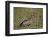 Ruppells Griffon Vulture (Gyps Rueppellii), Ngorongoro Crater, Tanzania, East Africa, Africa-James Hager-Framed Photographic Print