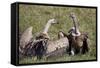 Ruppells Griffon Vultures (Gyps Rueppellii), Ngorongoro Crater, Tanzania, East Africa, Africa-James Hager-Framed Stretched Canvas