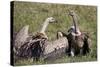 Ruppells Griffon Vultures (Gyps Rueppellii), Ngorongoro Crater, Tanzania, East Africa, Africa-James Hager-Stretched Canvas