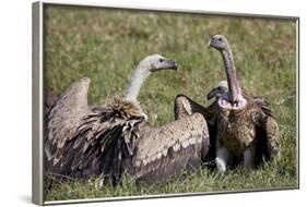 Ruppells Griffon Vultures (Gyps Rueppellii), Ngorongoro Crater, Tanzania, East Africa, Africa-James Hager-Framed Photographic Print