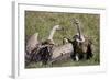 Ruppells Griffon Vultures (Gyps Rueppellii), Ngorongoro Crater, Tanzania, East Africa, Africa-James Hager-Framed Photographic Print