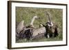 Ruppells Griffon Vultures (Gyps Rueppellii), Ngorongoro Crater, Tanzania, East Africa, Africa-James Hager-Framed Photographic Print