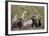 Ruppells Griffon Vultures (Gyps Rueppellii), Ngorongoro Crater, Tanzania, East Africa, Africa-James Hager-Framed Photographic Print