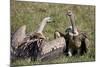 Ruppells Griffon Vultures (Gyps Rueppellii), Ngorongoro Crater, Tanzania, East Africa, Africa-James Hager-Mounted Photographic Print