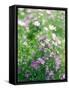 Ruprecht's Herb, Geranium Robertianum, Blossoms, Cranesbill Familys, Flowers-S. Uhl-Framed Stretched Canvas