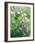 Ruprecht's Herb, Geranium Robertianum, Blossoms, Cranesbill Familys, Flowers-S. Uhl-Framed Photographic Print