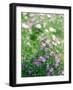 Ruprecht's Herb, Geranium Robertianum, Blossoms, Cranesbill Familys, Flowers-S. Uhl-Framed Photographic Print