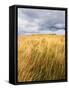 Rural Country Scene in the North of England UK-Mark Sunderland-Framed Stretched Canvas