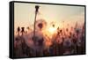 Rural Field and Dandelion at Sunset-rtsubin-Framed Stretched Canvas