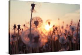 Rural Field and Dandelion at Sunset-rtsubin-Stretched Canvas