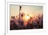 Rural Field and Dandelion at Sunset-rtsubin-Framed Photographic Print