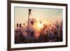 Rural Field and Dandelion at Sunset-rtsubin-Framed Photographic Print