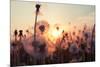 Rural Field and Dandelion at Sunset-rtsubin-Mounted Photographic Print