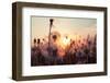 Rural Field and Dandelion at Sunset-rtsubin-Framed Photographic Print