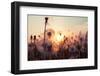 Rural Field and Dandelion at Sunset-rtsubin-Framed Photographic Print