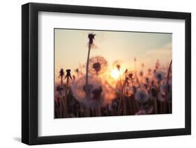 Rural Field and Dandelion at Sunset-rtsubin-Framed Photographic Print