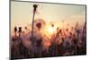 Rural Field and Dandelion at Sunset-rtsubin-Mounted Photographic Print