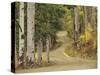 Rural Forest Road Through Aspen Trees, Gunnison National Forest, Colorado, USA-Adam Jones-Stretched Canvas