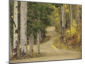 Rural Forest Road Through Aspen Trees, Gunnison National Forest, Colorado, USA-Adam Jones-Mounted Photographic Print
