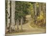 Rural Forest Road Through Aspen Trees, Gunnison National Forest, Colorado, USA-Adam Jones-Mounted Photographic Print