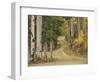 Rural Forest Road Through Aspen Trees, Gunnison National Forest, Colorado, USA-Adam Jones-Framed Photographic Print