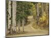 Rural Forest Road Through Aspen Trees, Gunnison National Forest, Colorado, USA-Adam Jones-Mounted Photographic Print