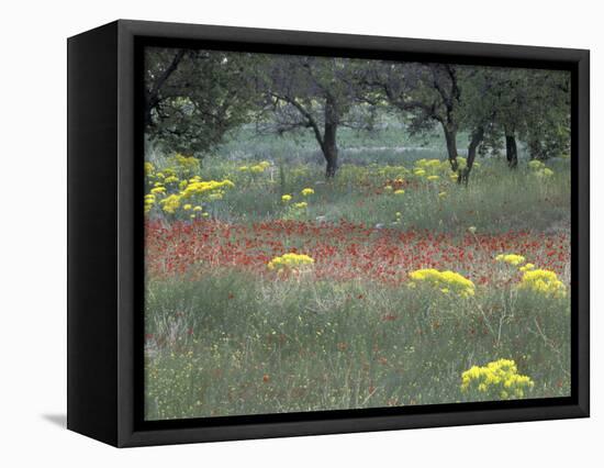 Rural Landscape and Wildflowers, Cappadocia, Turkey-Art Wolfe-Framed Stretched Canvas