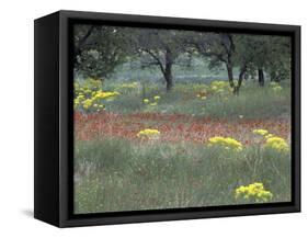 Rural Landscape and Wildflowers, Cappadocia, Turkey-Art Wolfe-Framed Stretched Canvas