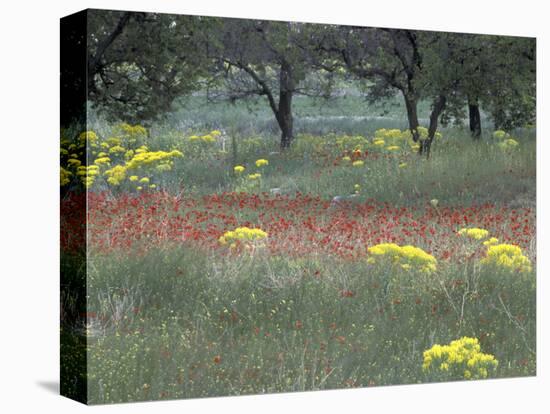 Rural Landscape and Wildflowers, Cappadocia, Turkey-Art Wolfe-Stretched Canvas