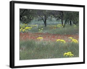 Rural Landscape and Wildflowers, Cappadocia, Turkey-Art Wolfe-Framed Photographic Print