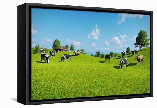 Rural Landscape with a Herd of Cows Grazing on the Green Hills Nearby from the Rustic House. Realis-DMG Vision-Framed Stretched Canvas