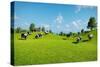 Rural Landscape with a Herd of Cows Grazing on the Green Hills Nearby from the Rustic House. Realis-DMG Vision-Stretched Canvas