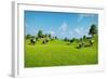 Rural Landscape with a Herd of Cows Grazing on the Green Hills Nearby from the Rustic House. Realis-DMG Vision-Framed Art Print