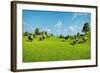 Rural Landscape with a Herd of Cows Grazing on the Green Hills Nearby from the Rustic House. Realis-DMG Vision-Framed Art Print