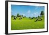 Rural Landscape with a Herd of Cows Grazing on the Green Hills Nearby from the Rustic House. Realis-DMG Vision-Framed Art Print