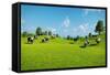 Rural Landscape with a Herd of Cows Grazing on the Green Hills Nearby from the Rustic House. Realis-DMG Vision-Framed Stretched Canvas