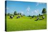 Rural Landscape with a Herd of Cows Grazing on the Green Hills Nearby from the Rustic House. Realis-DMG Vision-Stretched Canvas