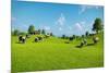 Rural Landscape with a Herd of Cows Grazing on the Green Hills Nearby from the Rustic House. Realis-DMG Vision-Mounted Art Print