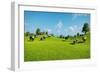 Rural Landscape with a Herd of Cows Grazing on the Green Hills Nearby from the Rustic House. Realis-DMG Vision-Framed Art Print